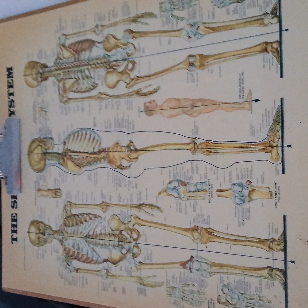 The skeleton system